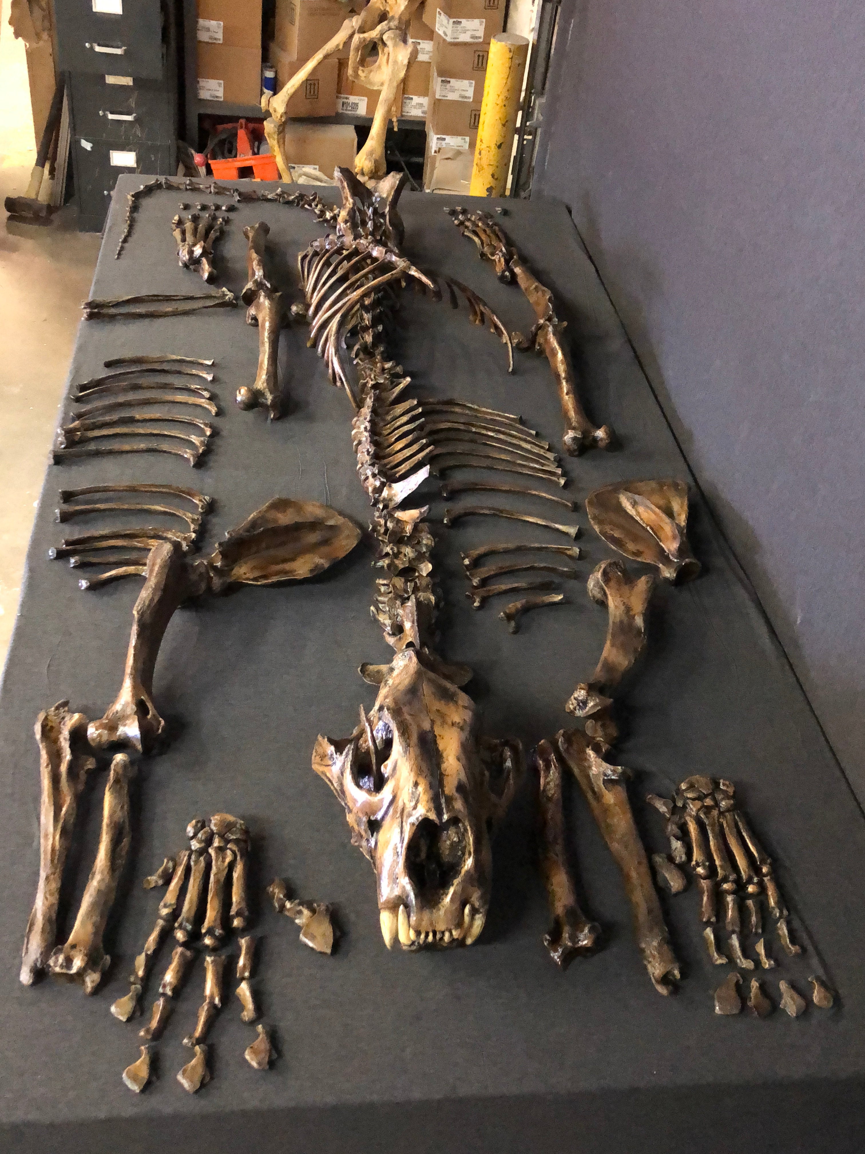 American Lion Disarticulated Skeleton My Site