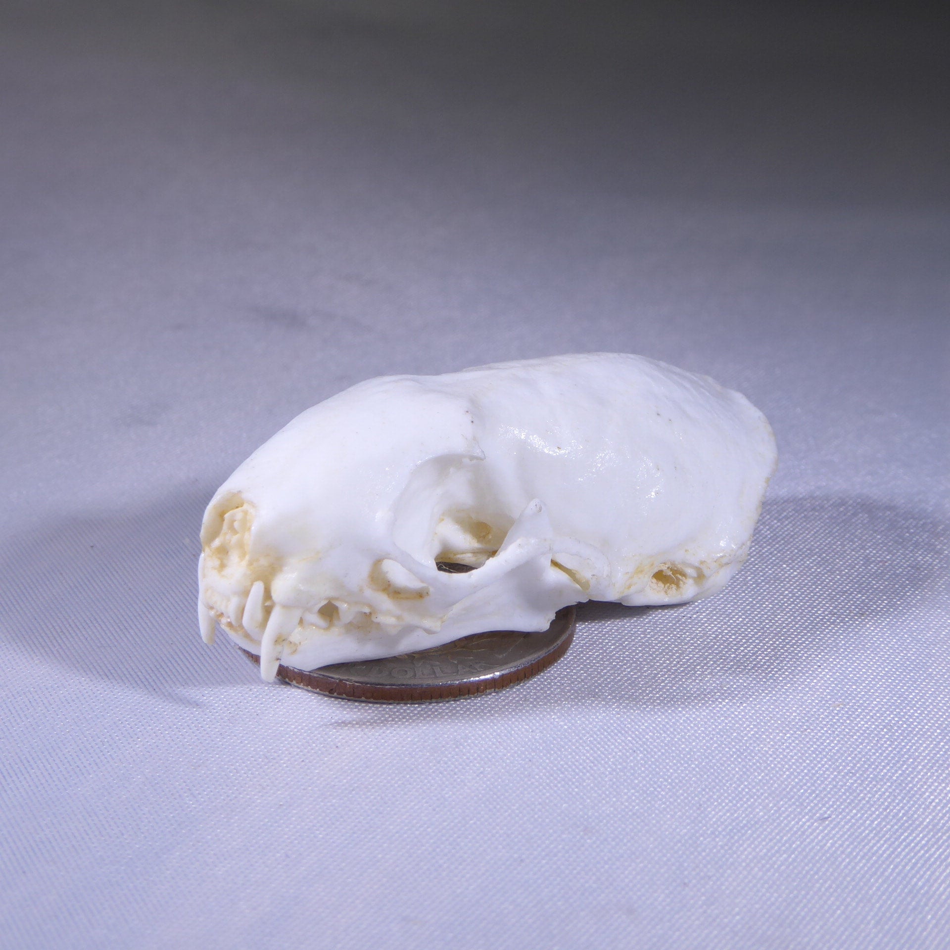 WEASEL SKULL | My Site, image size:1920x1920
