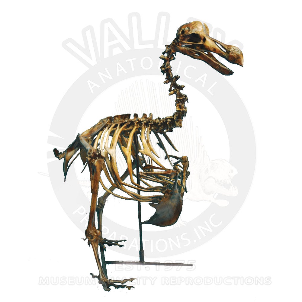 DODO SKELETON | My Site