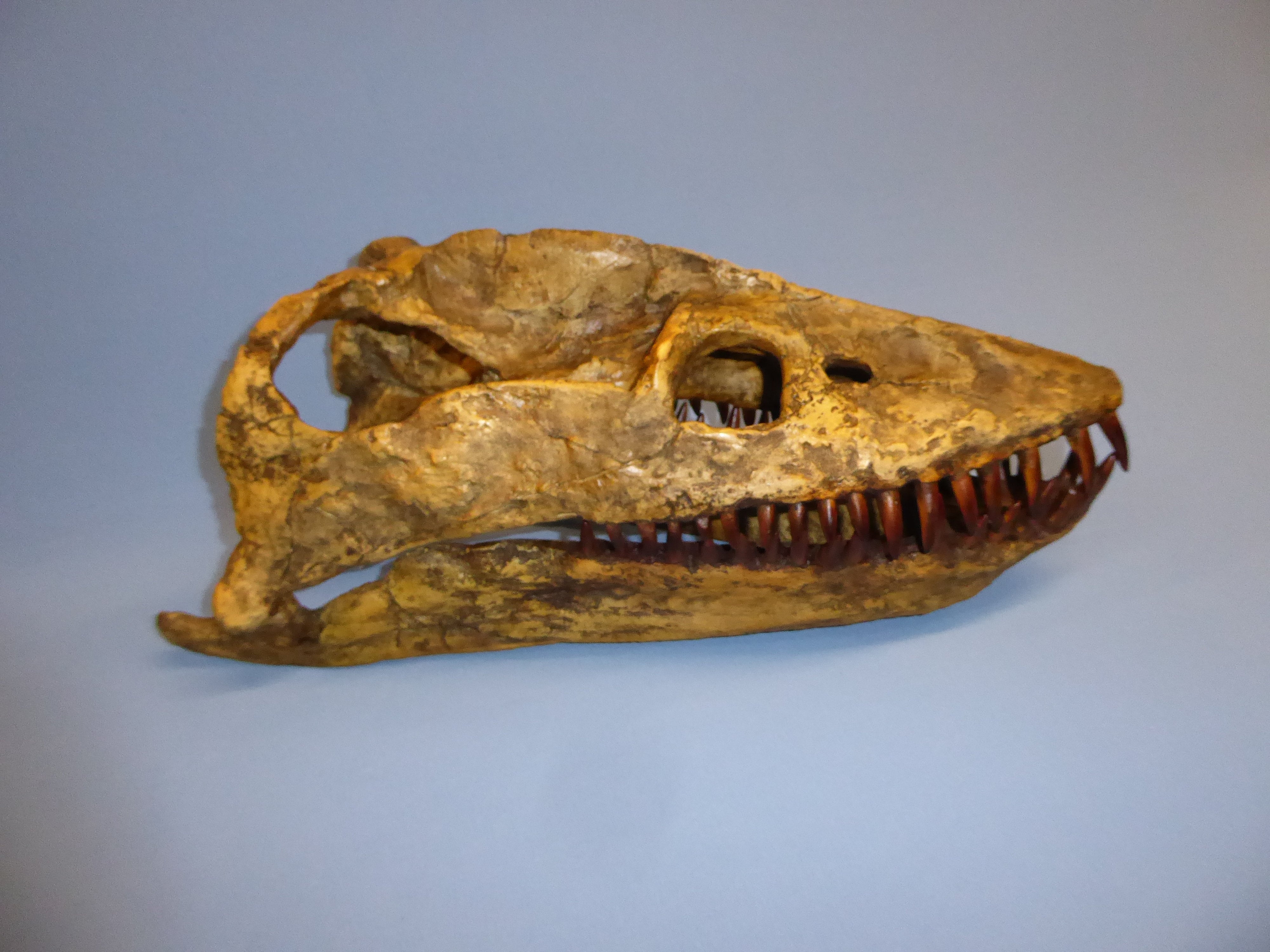 PLESIOSAUR Skull & stand | My Site