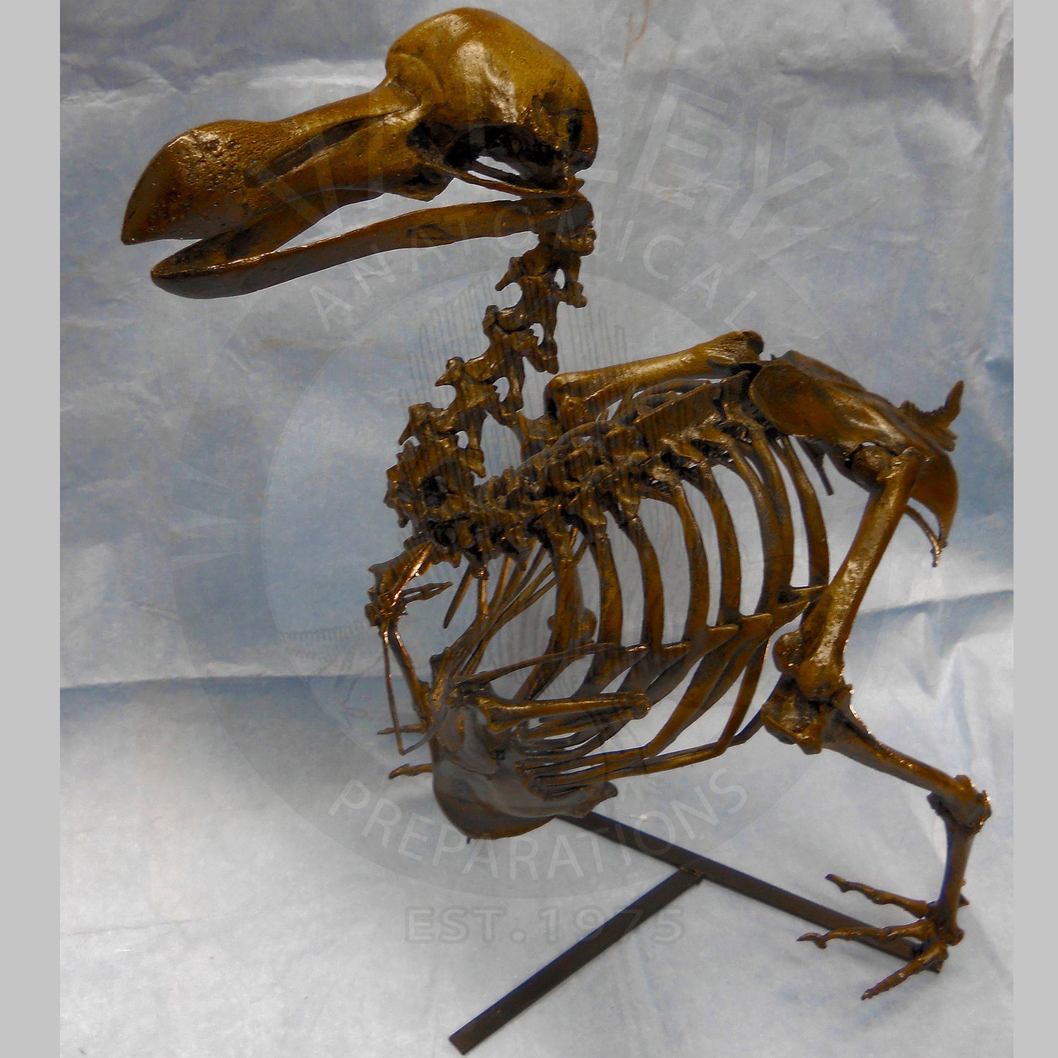 DODO SKELETON | My Site