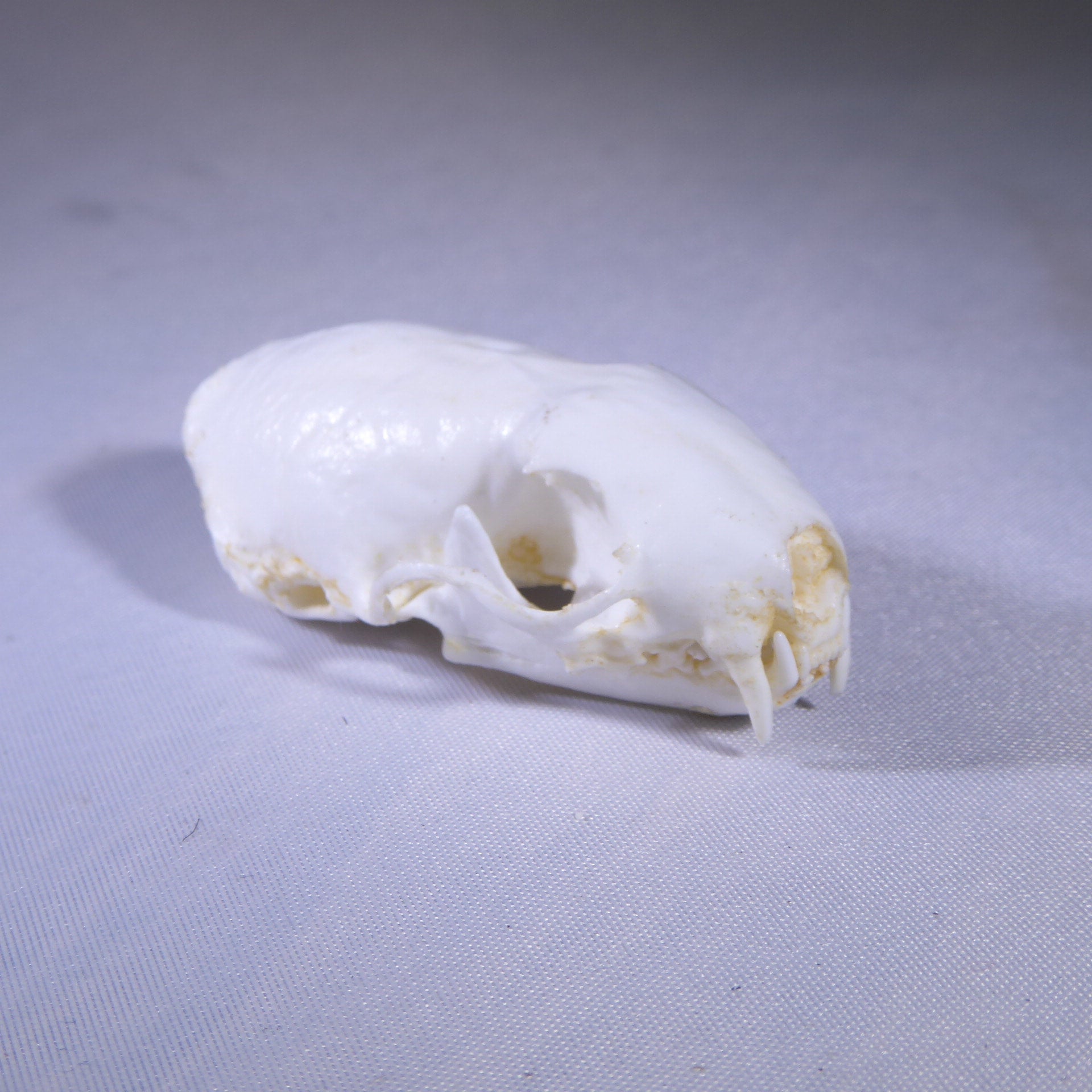 WEASEL SKULL | My Site, image size:1920x1920