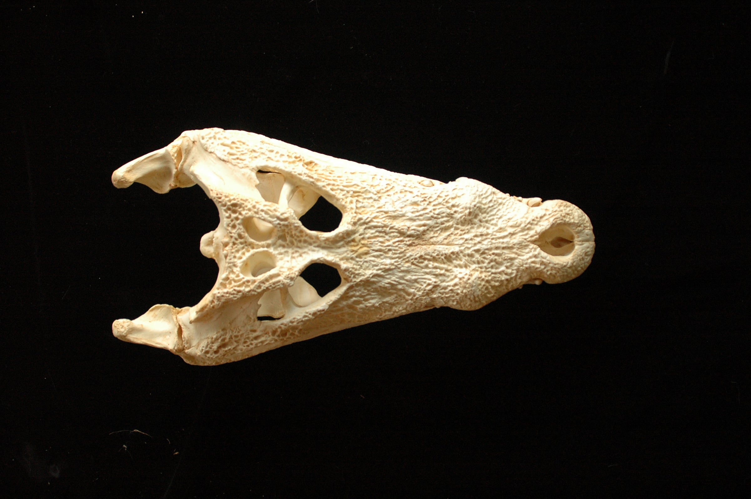 Nile Crocodile Skull | My Site