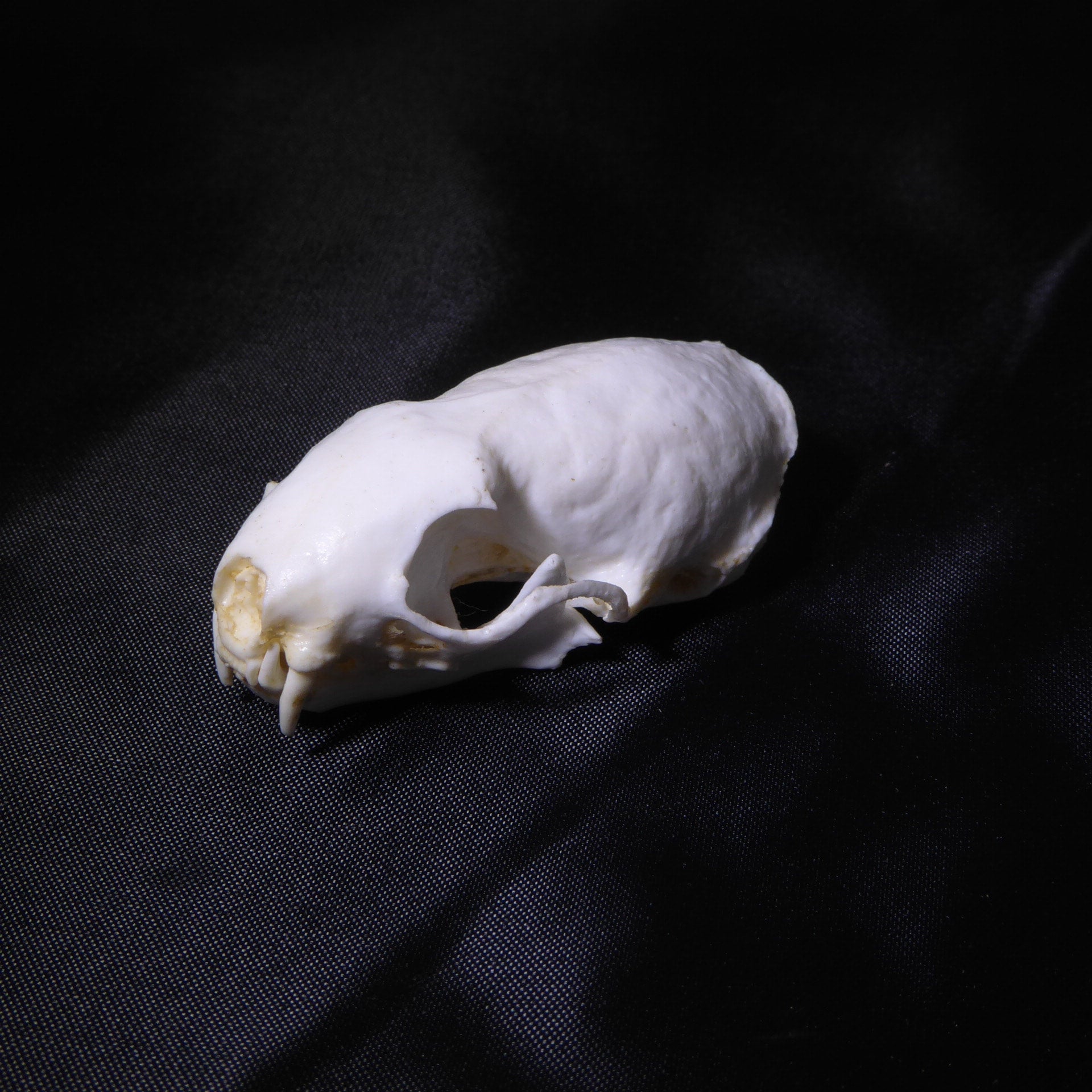 WEASEL SKULL | My Site, image size:1920x1920