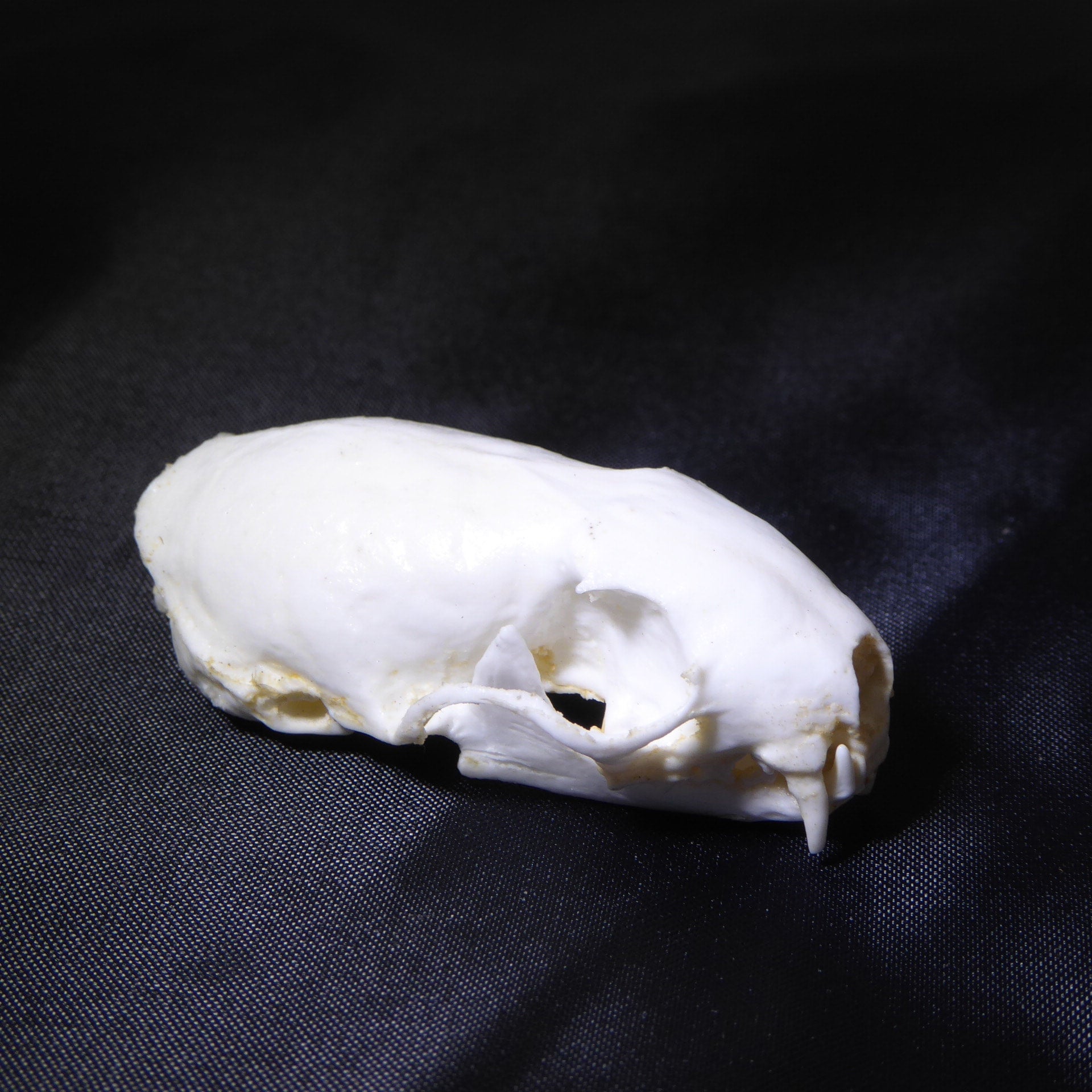 WEASEL SKULL | My Site, image size:1920x1920