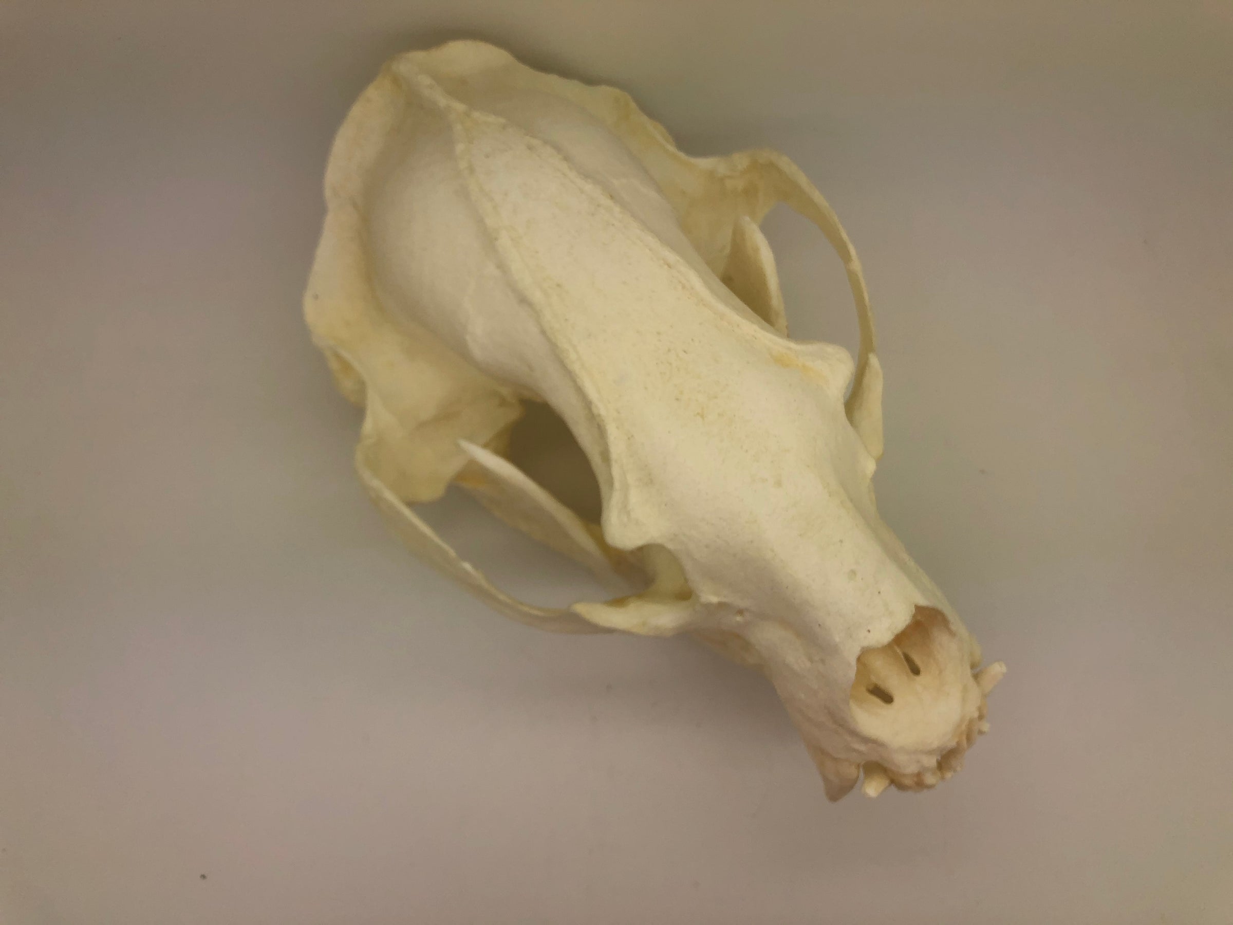 Asiatic black bear Skull | My Site