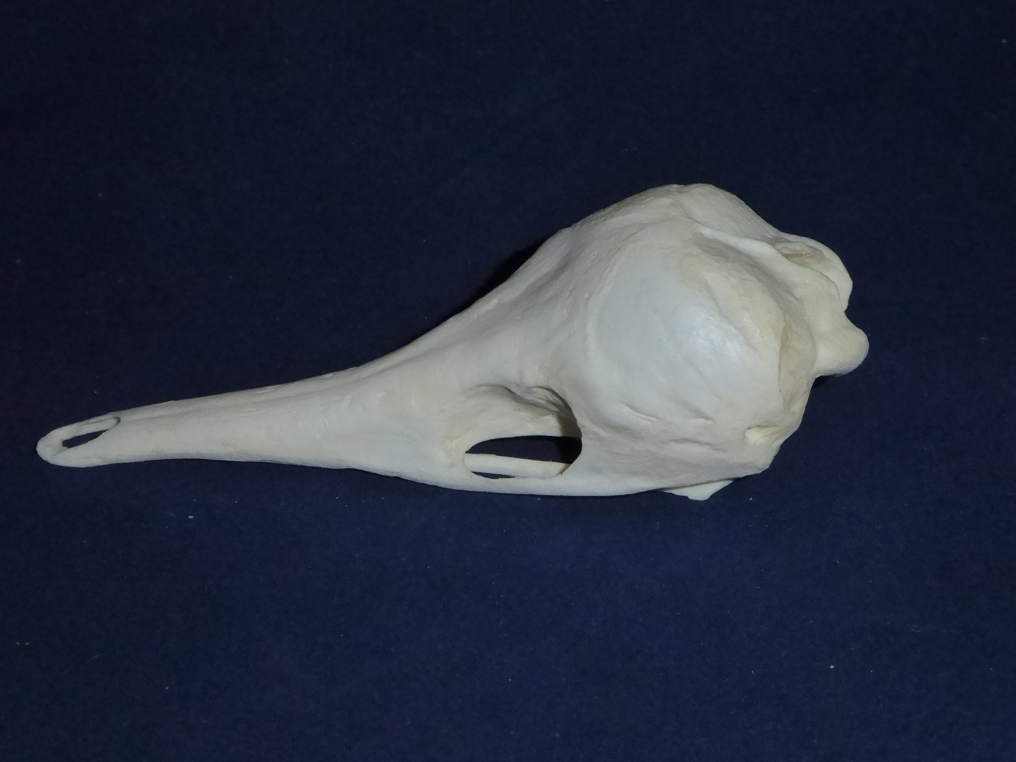 Short-nosed Echidna Skull | My Site