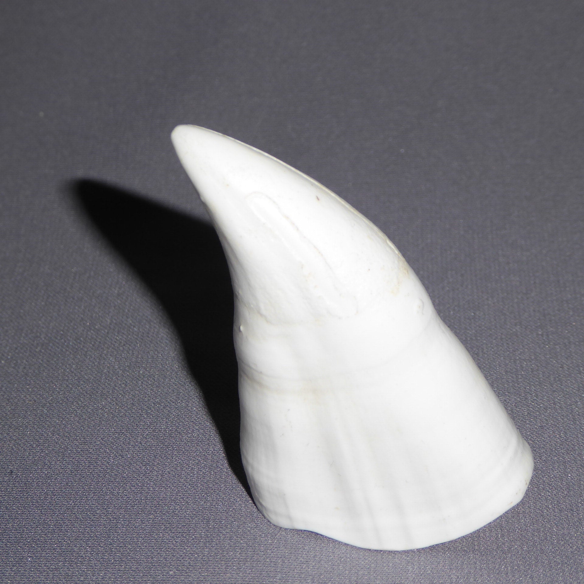 KILLER WHALE TOOTH | My Site