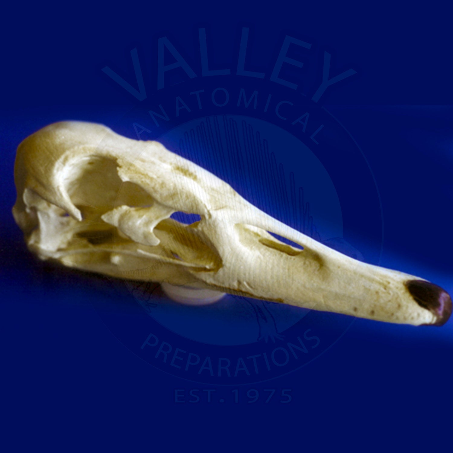 TRUMPETER SWAN SKULL | My Site