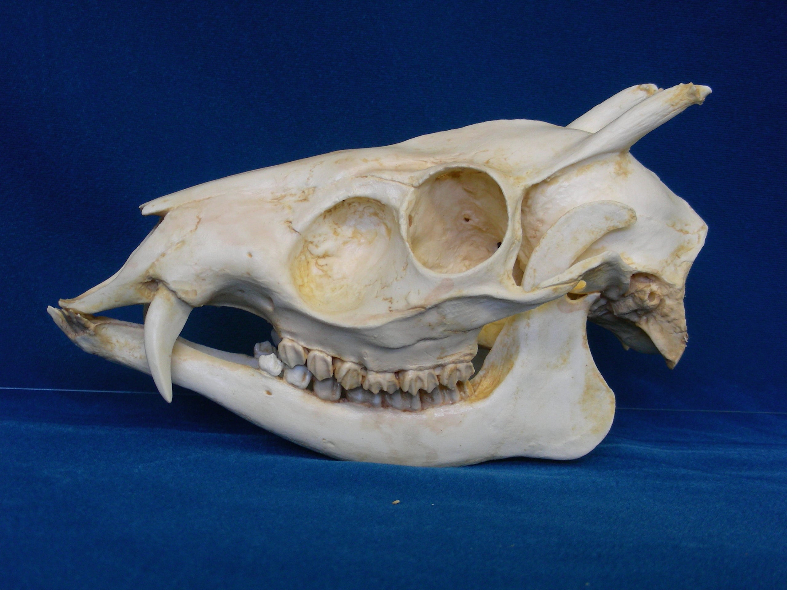 Tufted deer sales
