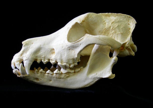 German shepherd skull clearance