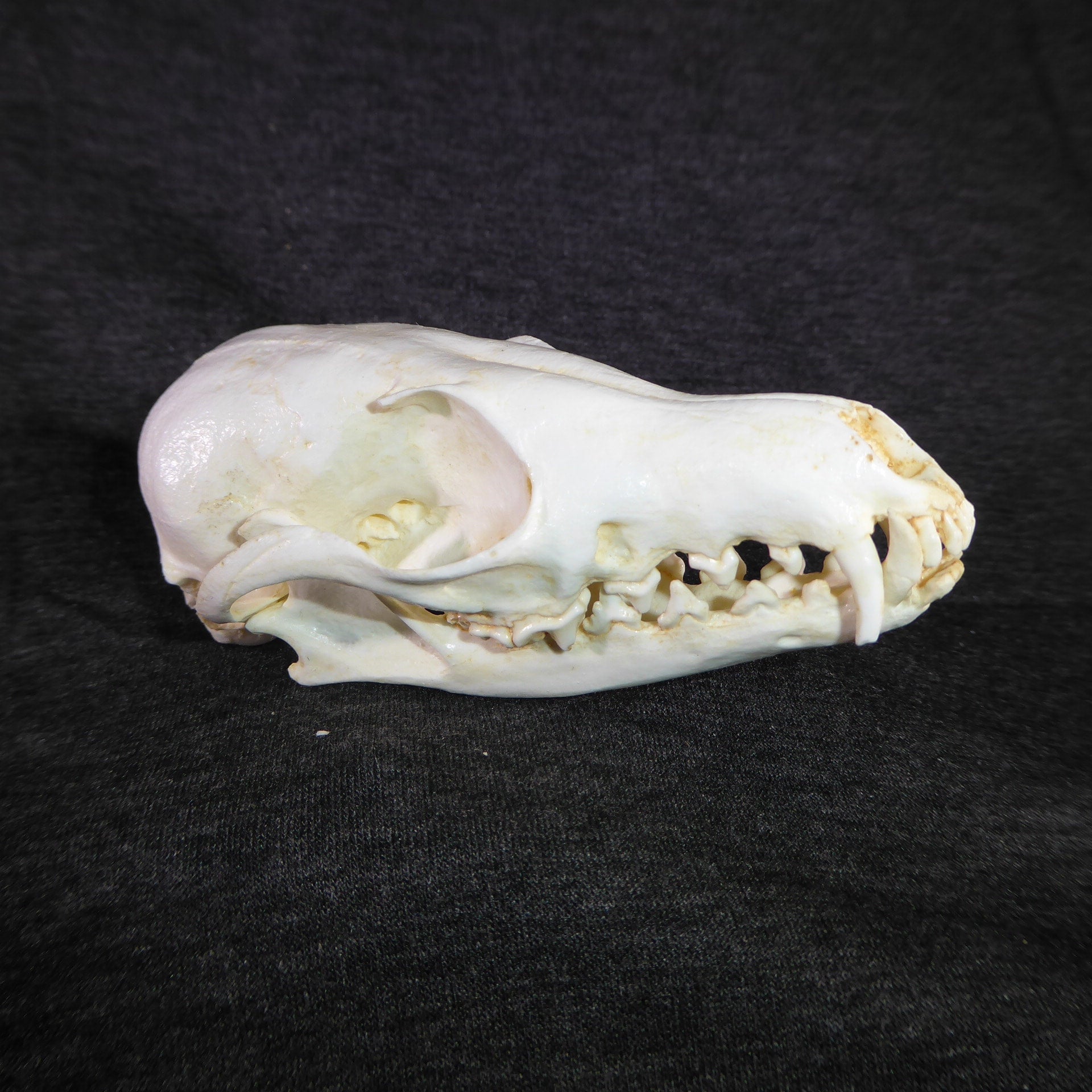 Kit Fox Skull | My Site