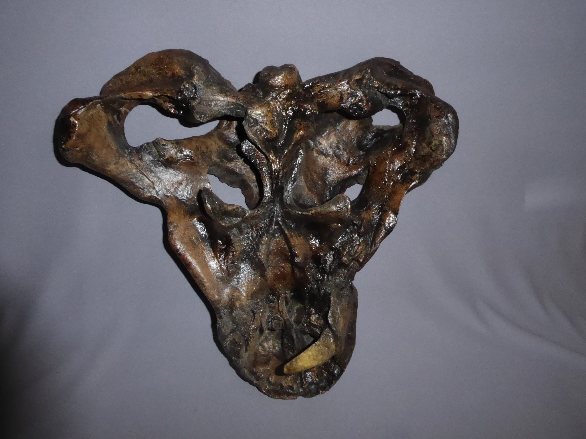 gorgonopsid-skull-my-site