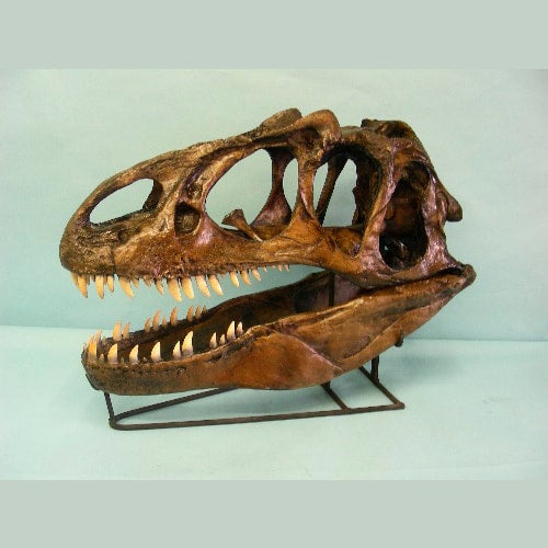 Allosaurus Skull | My Site
