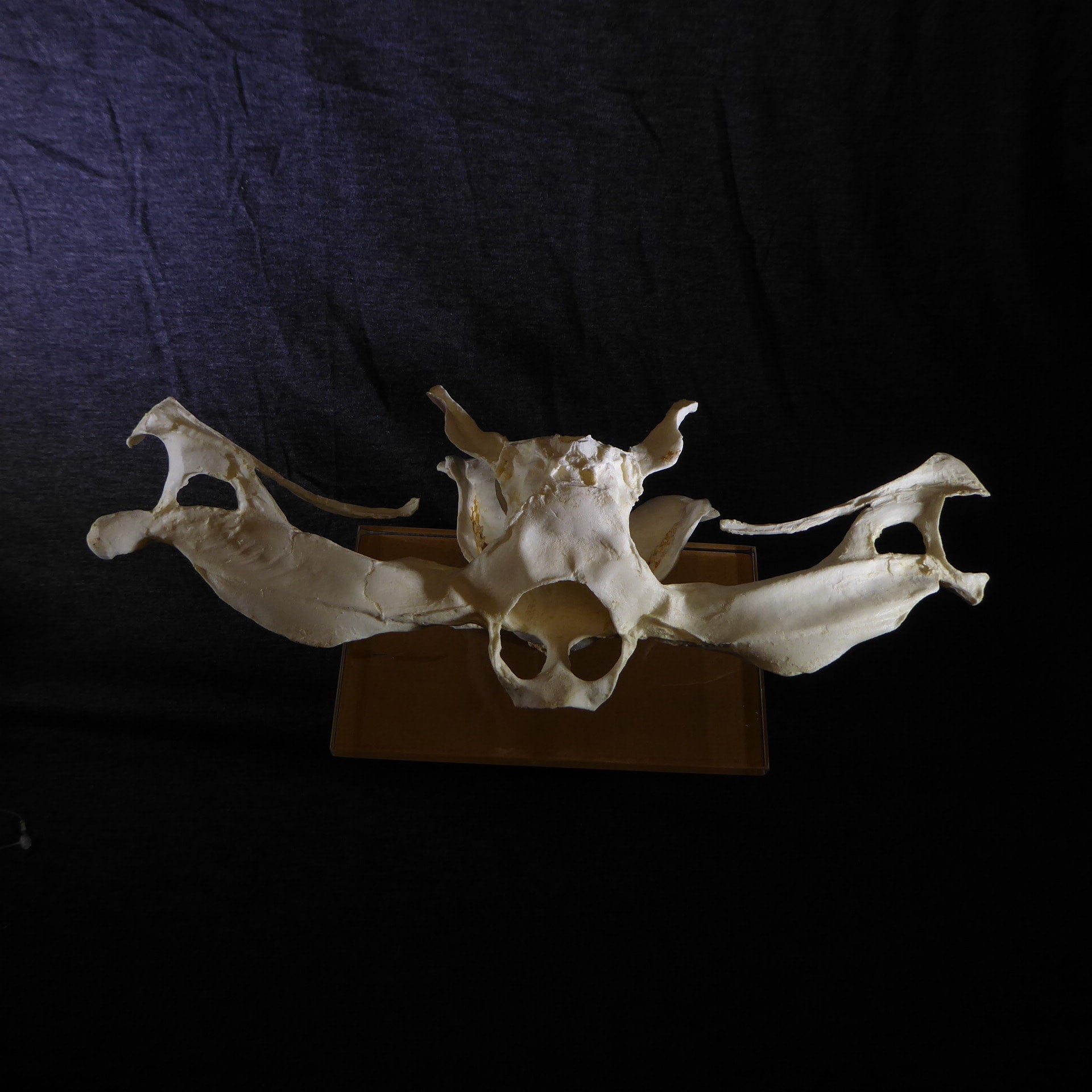 Smooth Hammerhead Shark Skull | My Site